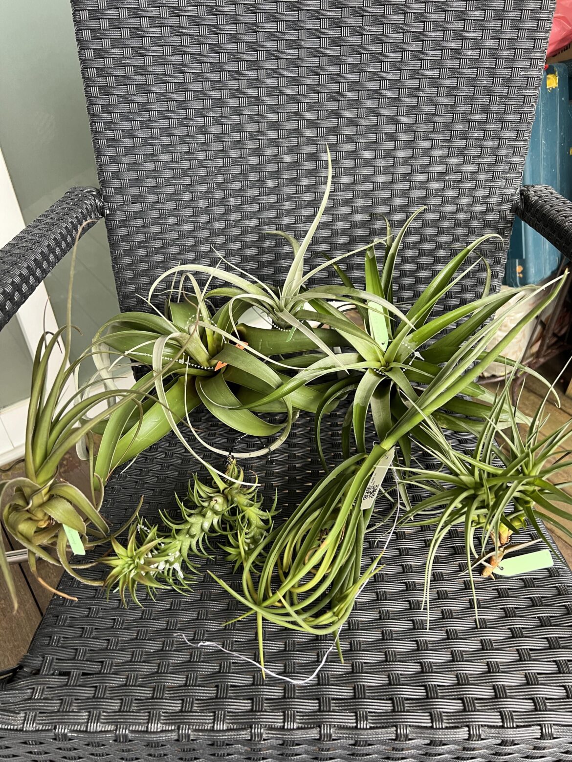 New air plants added to the collection