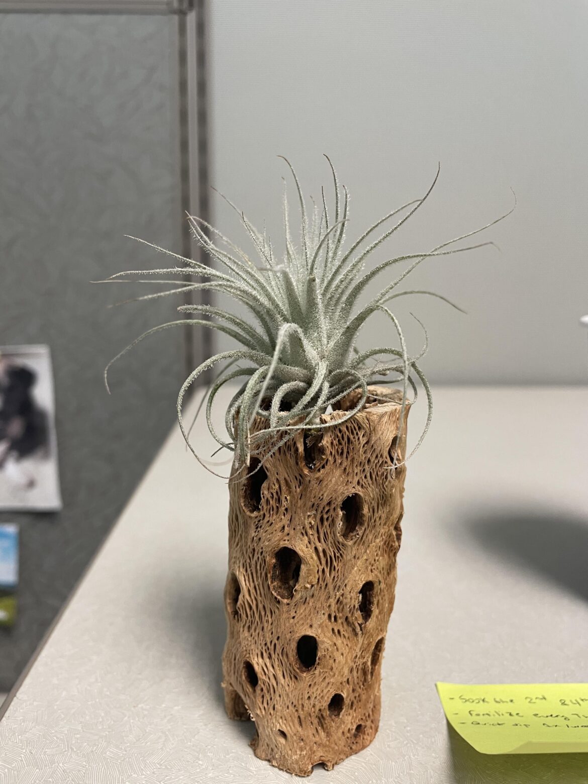 Gifted an airplant, is this de-hydrated? Gifted an airplant, is this de-hydrated?