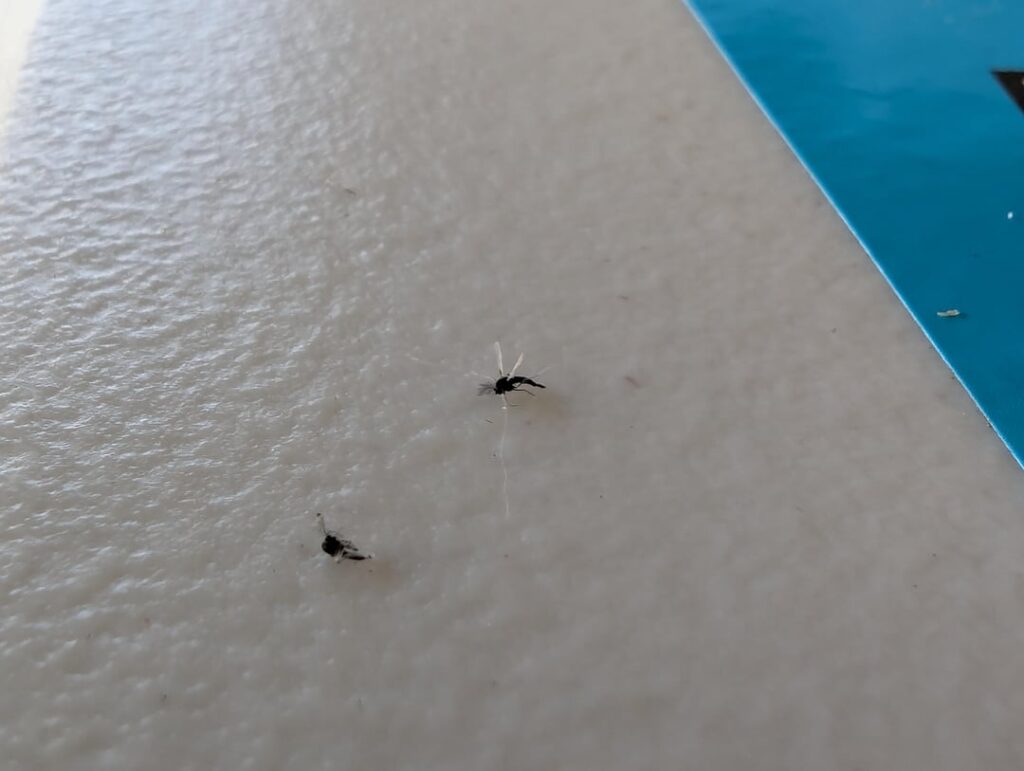 How to treat swarm of flies