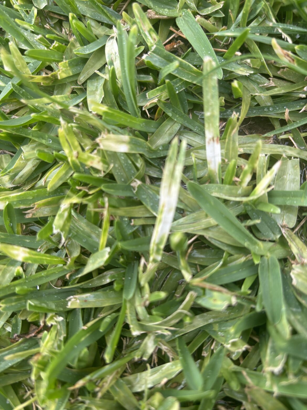 Whats wrong with my buffalo lawn