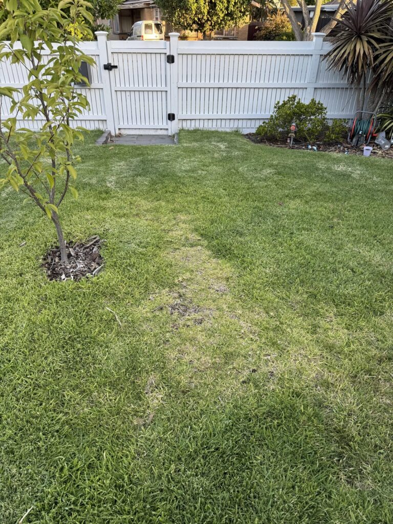 Patch not growing – help Patch not growing - help