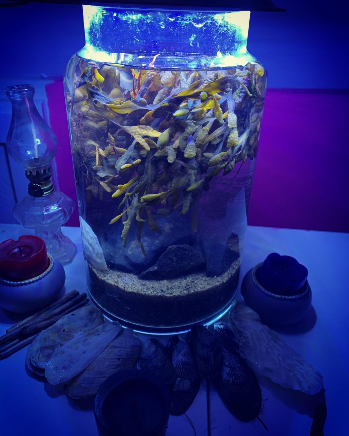 My grandmother passed yesterday the ocean was where our memories were a lot of the time. So I set up this jarrarium with things from out favorite spot to help me remember the good