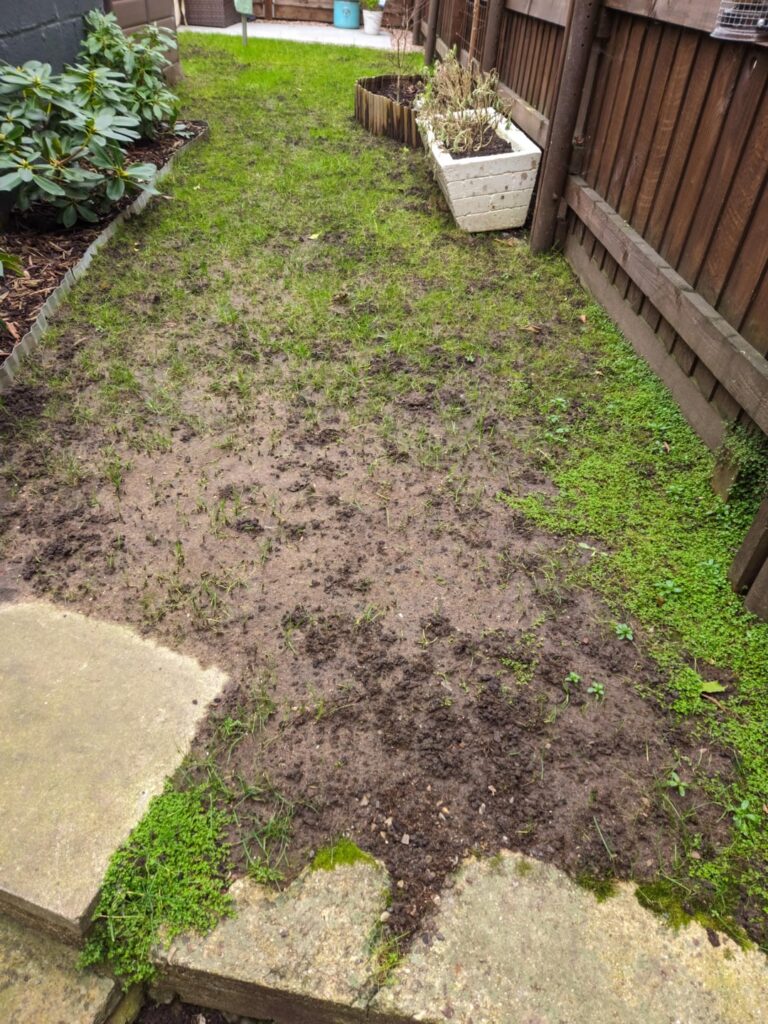 Need help with my lawn