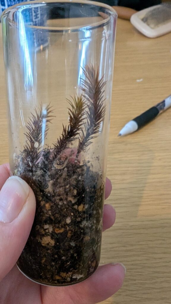 What kind of moss is this and is it good for a terrarium?