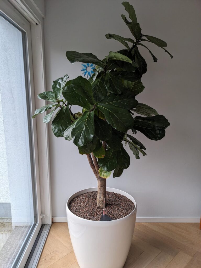 Is this a grafted flf Is this a grafted flf