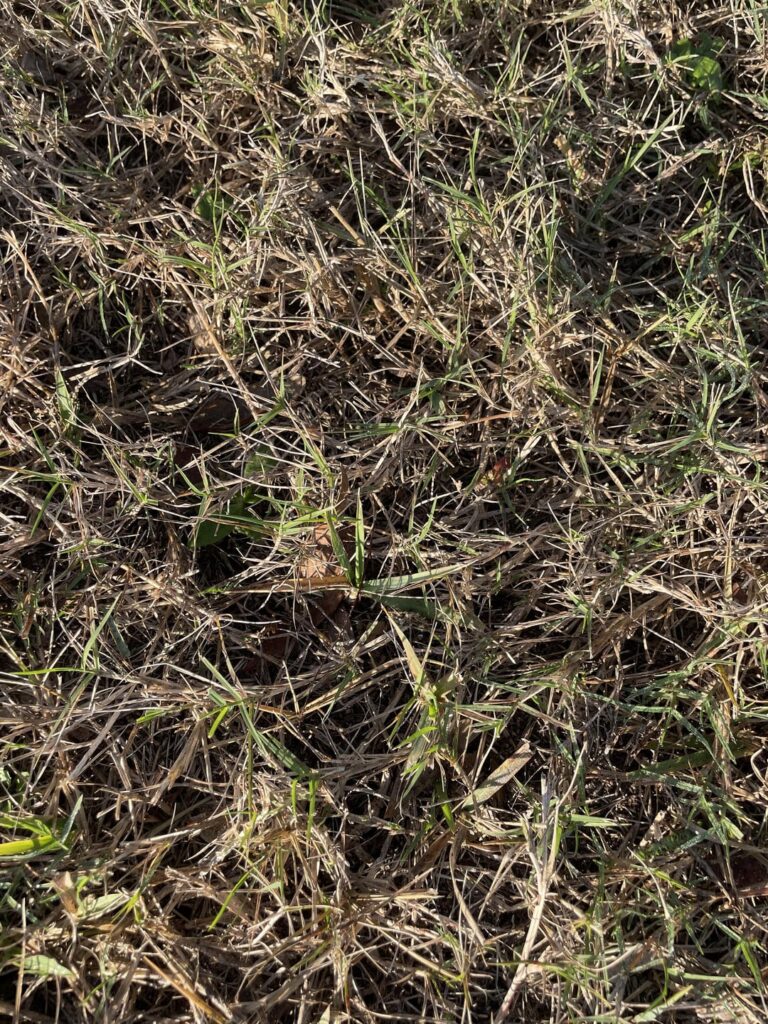 What kind of Grass is this? Doesn’t stay green and lush