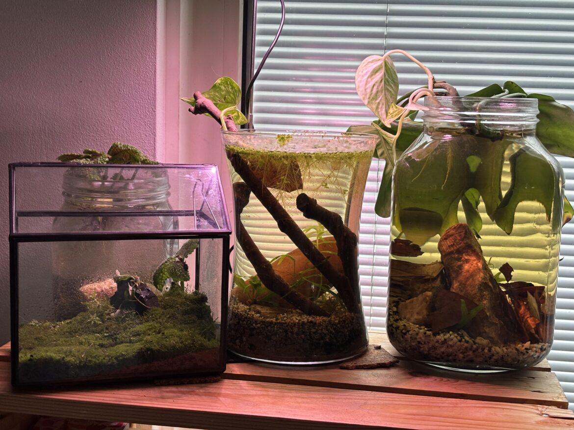 Some of my jars and my lil moss house