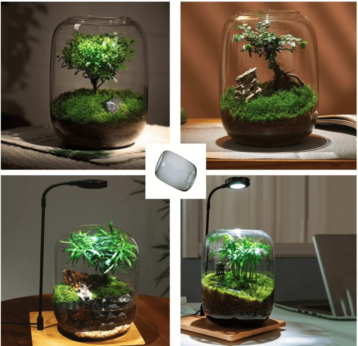 Where to get terrarium moss and other supplies