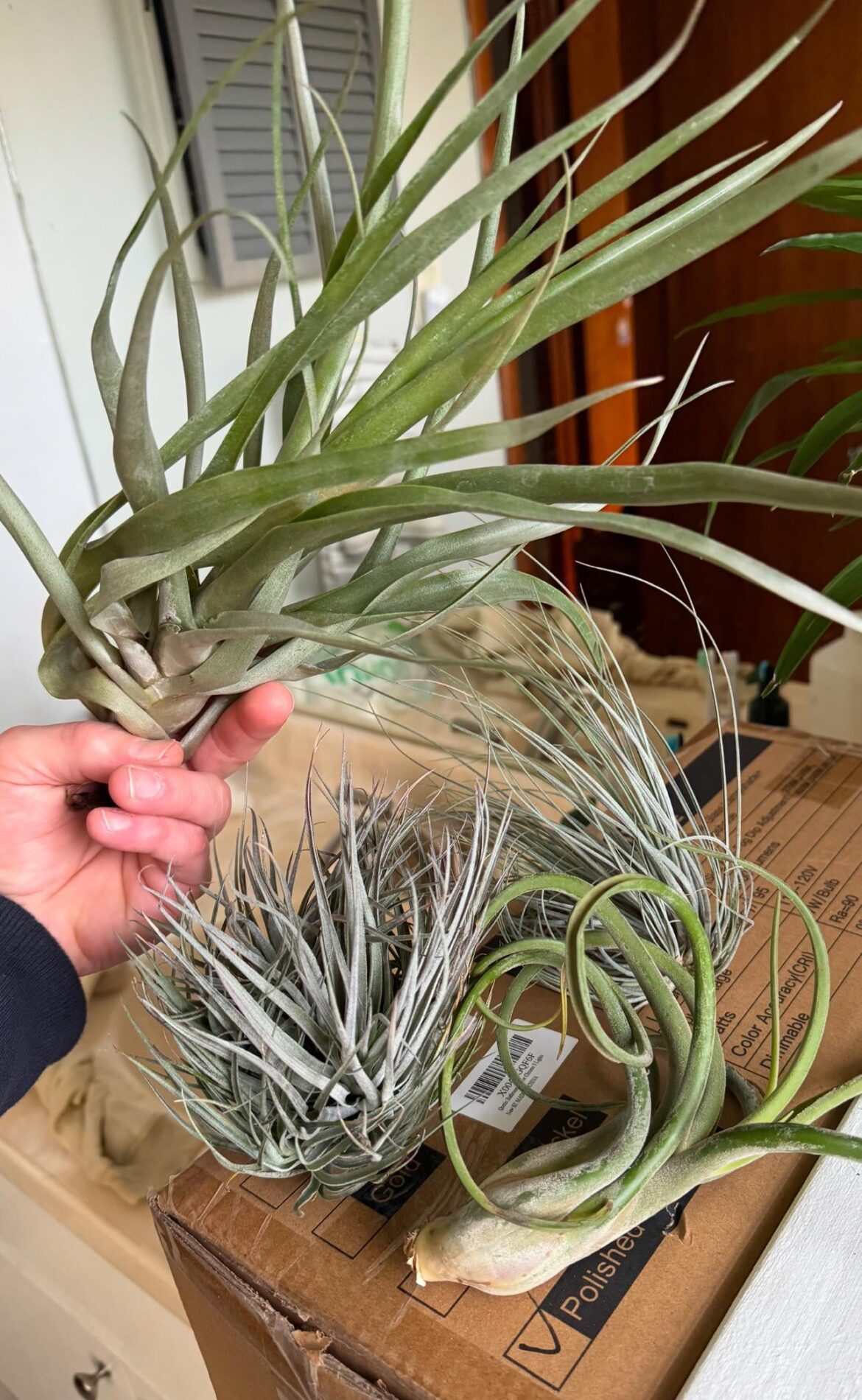 Little birthday gift I ordered myself just showed up.