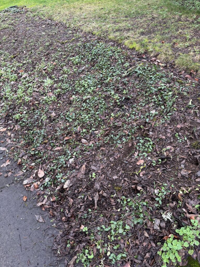 New to lawns. Can I lay sod over this? New to lawns. Can I lay sod over this?