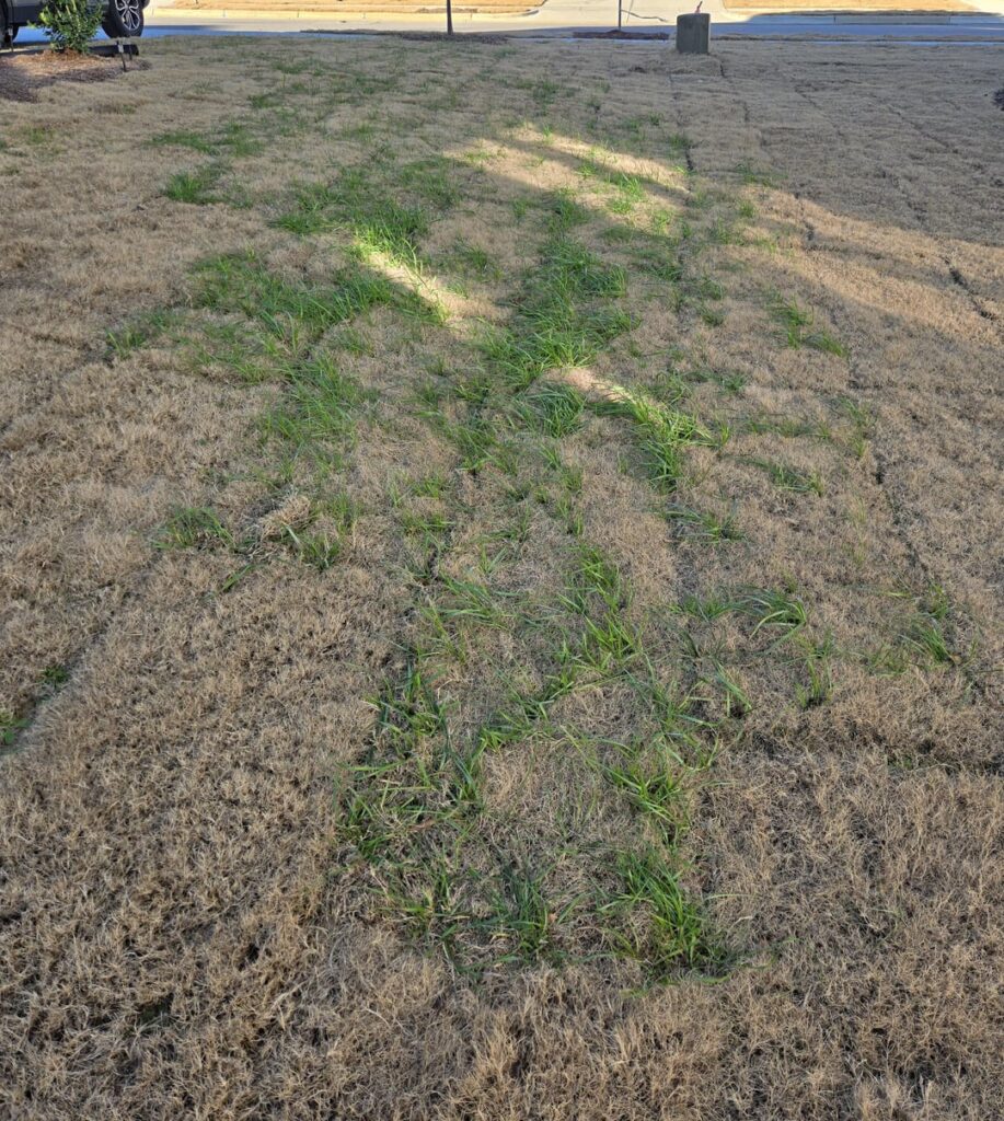 Nutsedge spreading in new sod Nutsedge spreading in new sod