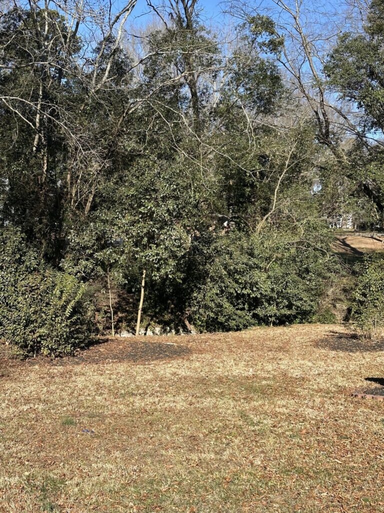 Charlotte NC – Help with Bermuda Lawn Charlotte NC - Help with Bermuda Lawn