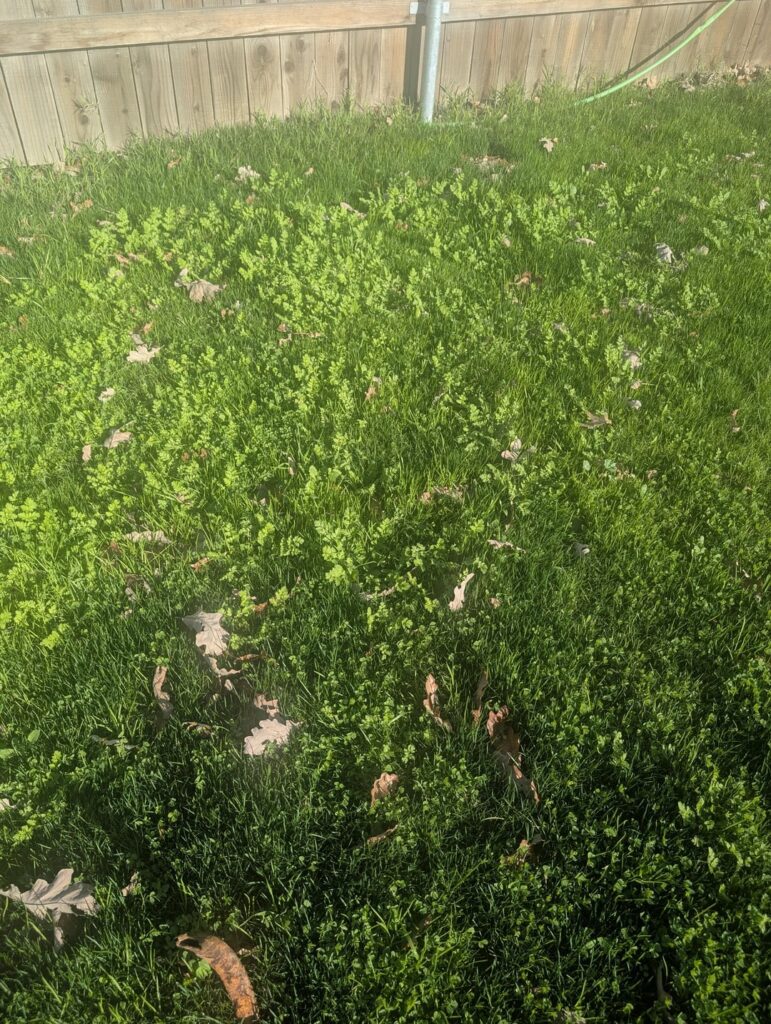 What is this in my lawn?