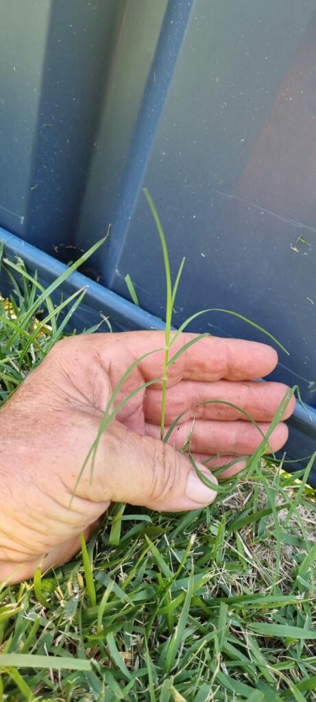 Invasive grass I.d please