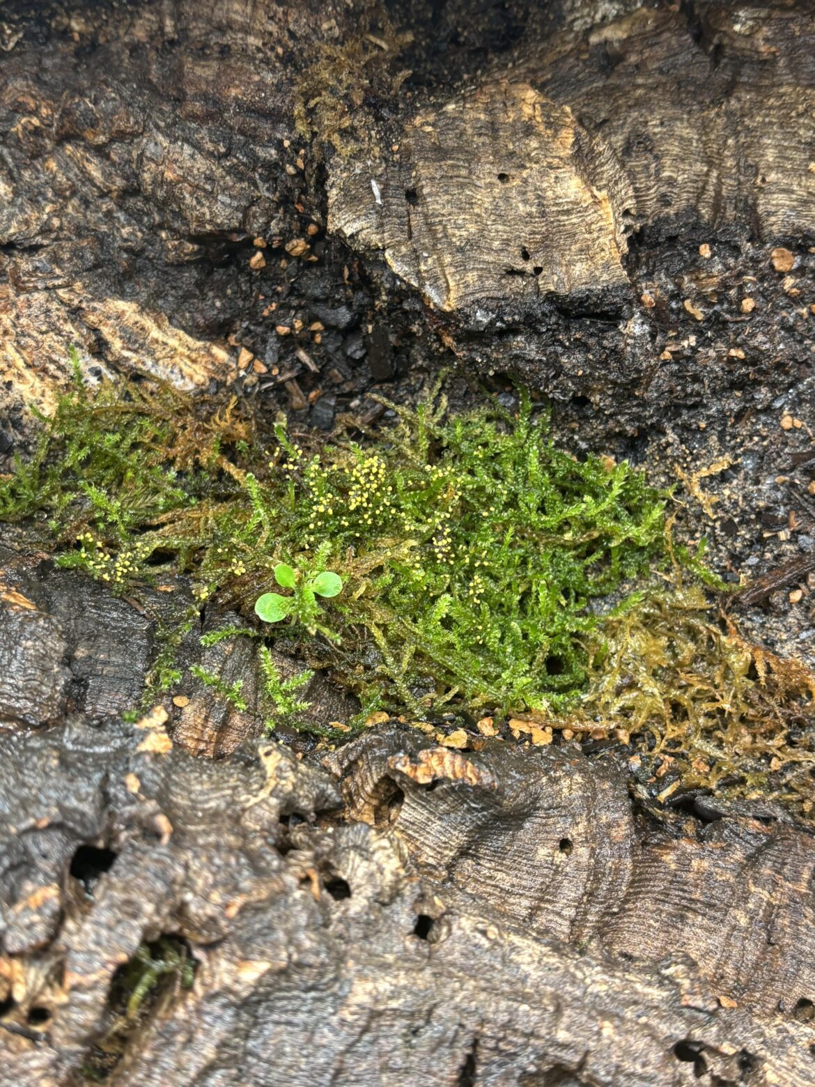 Fungus?