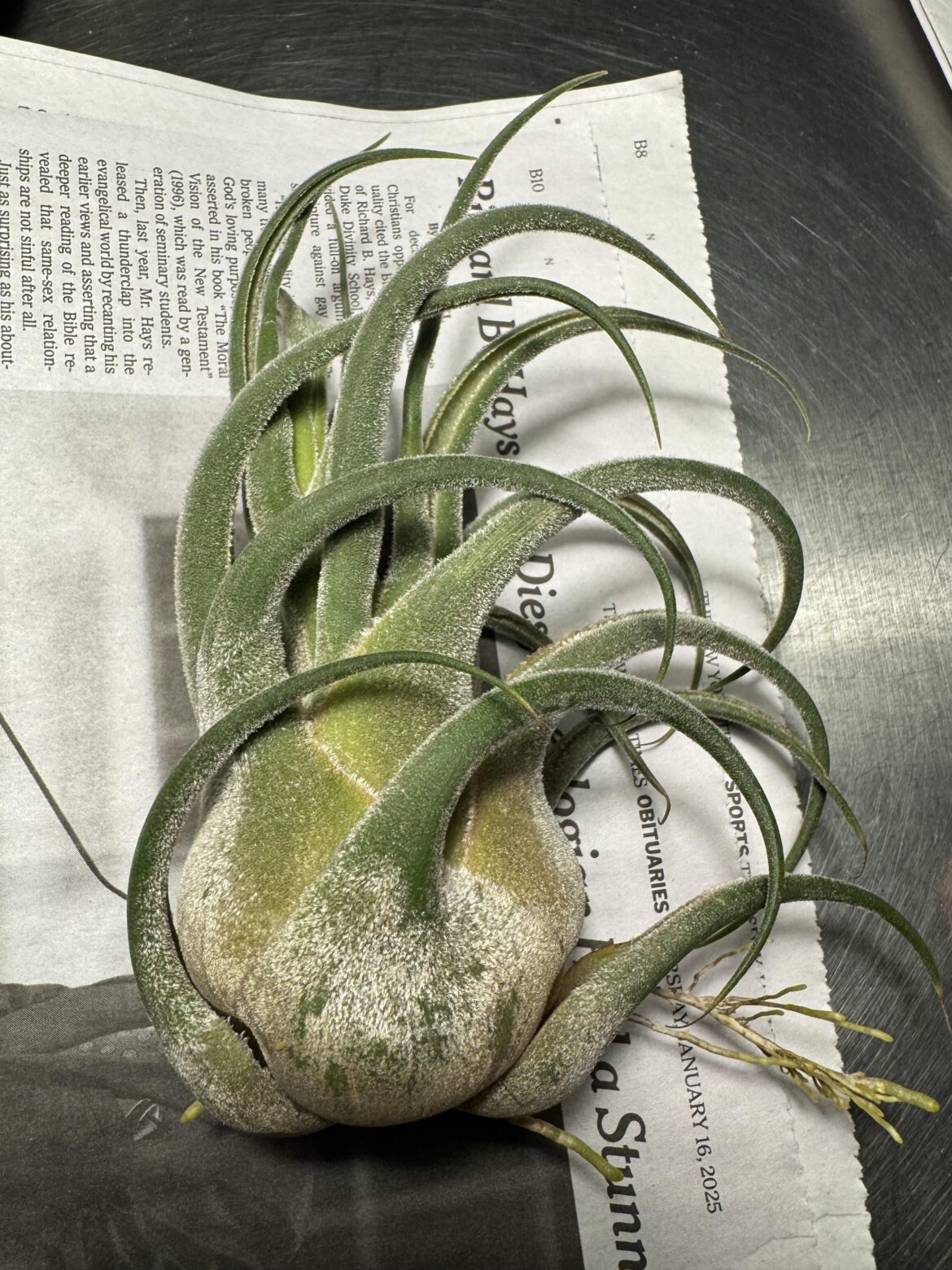 Thriving in indirect sunlight