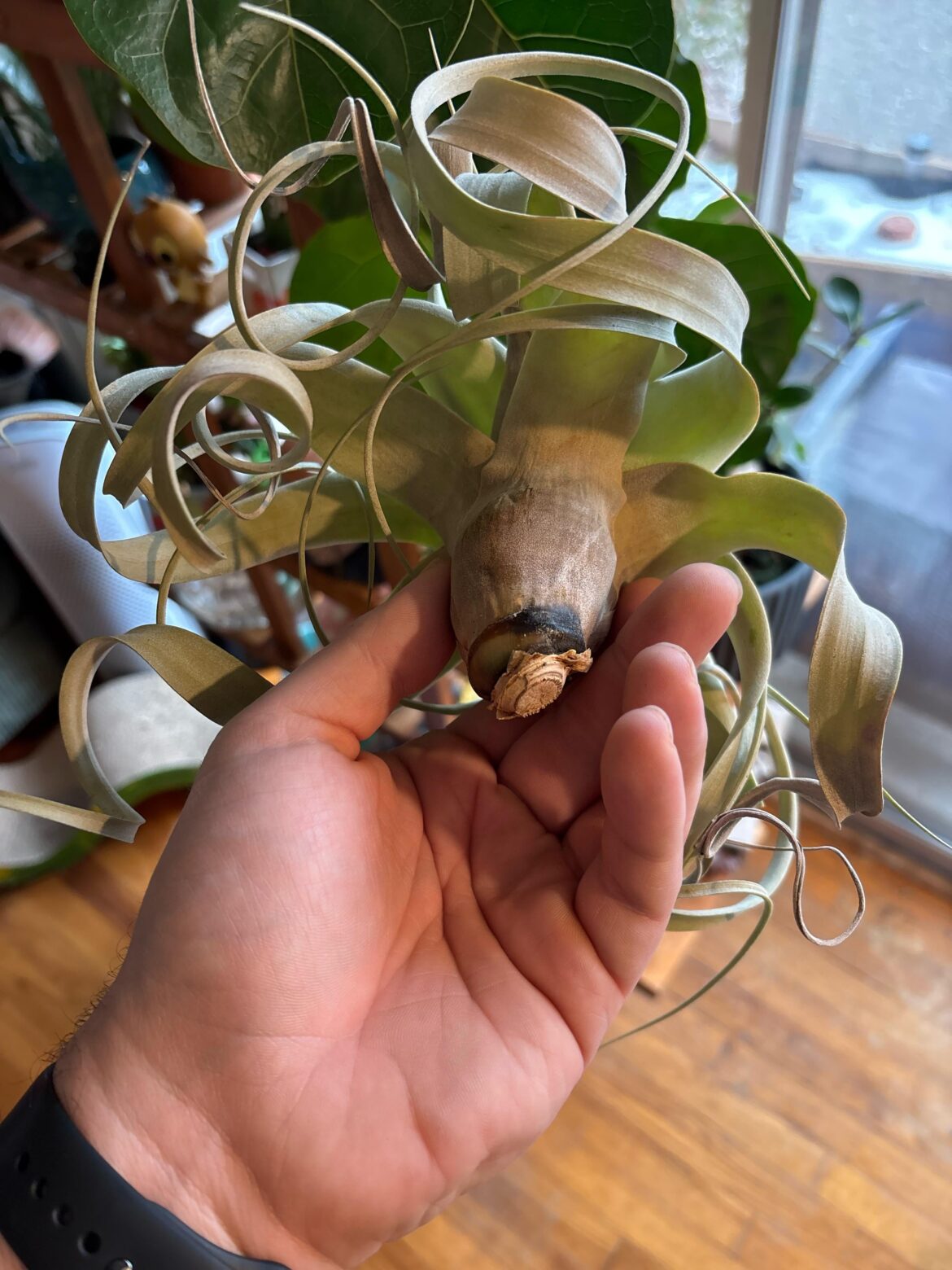 Newbie to Airplant – too late to save? Newbie to Airplant - too late to save?