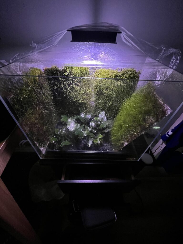 Moss walls - Week 11 update