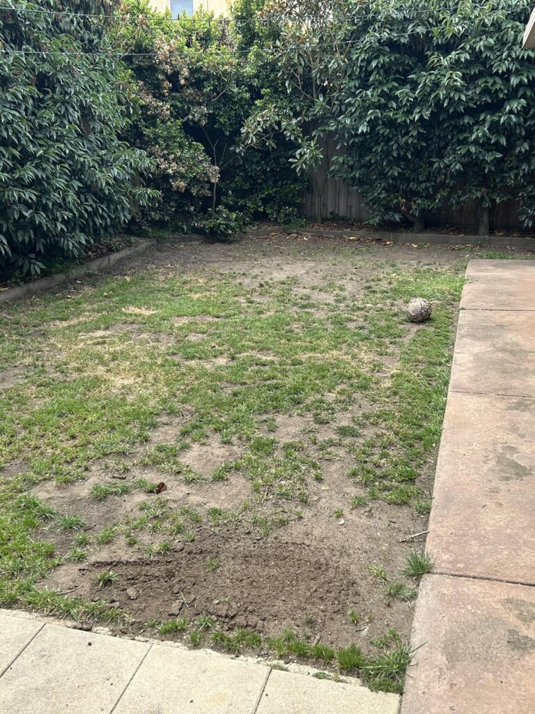 1 week lawn transformation 1 week lawn transformation