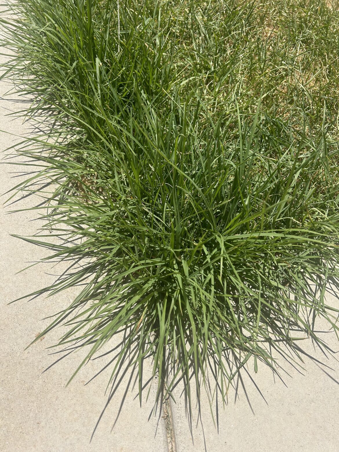 What kind of grass is this?