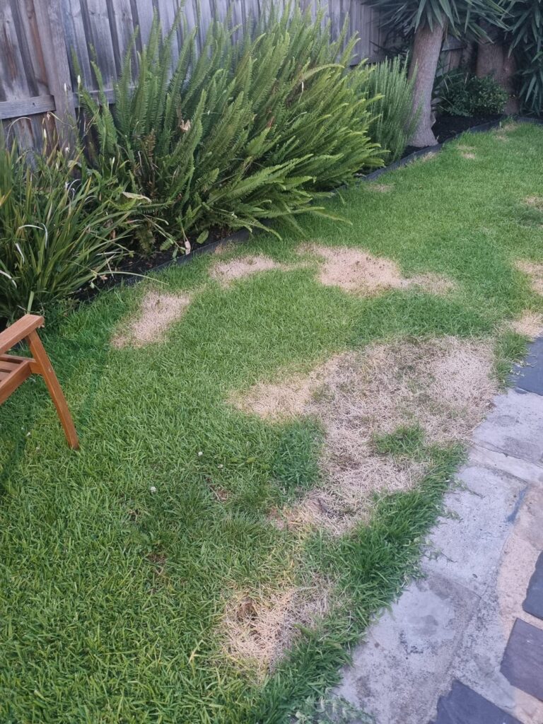 Help with lawn care for a newbie