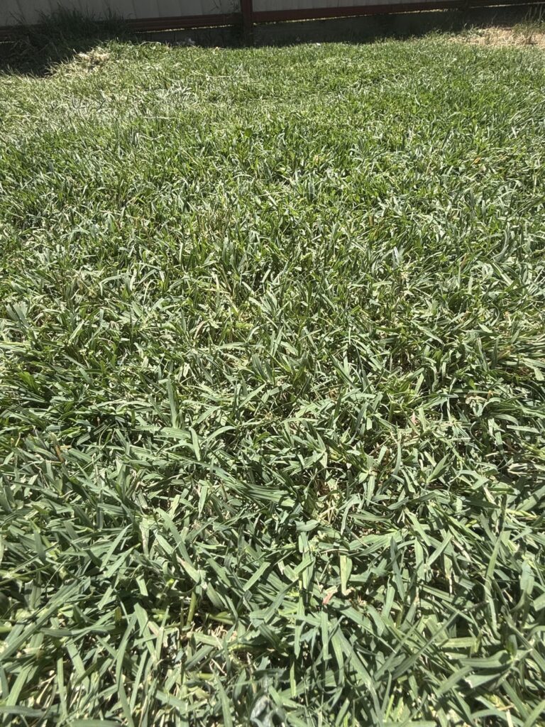 Help identifying type of grass please. Help identifying type of grass please.