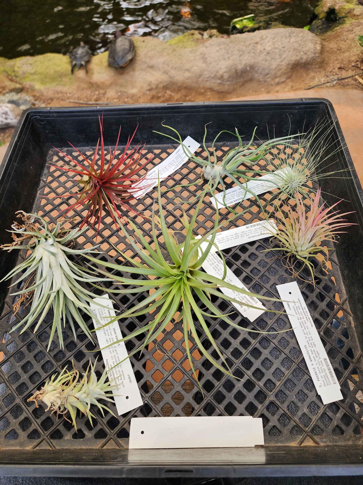 Got these at rainforest flora today