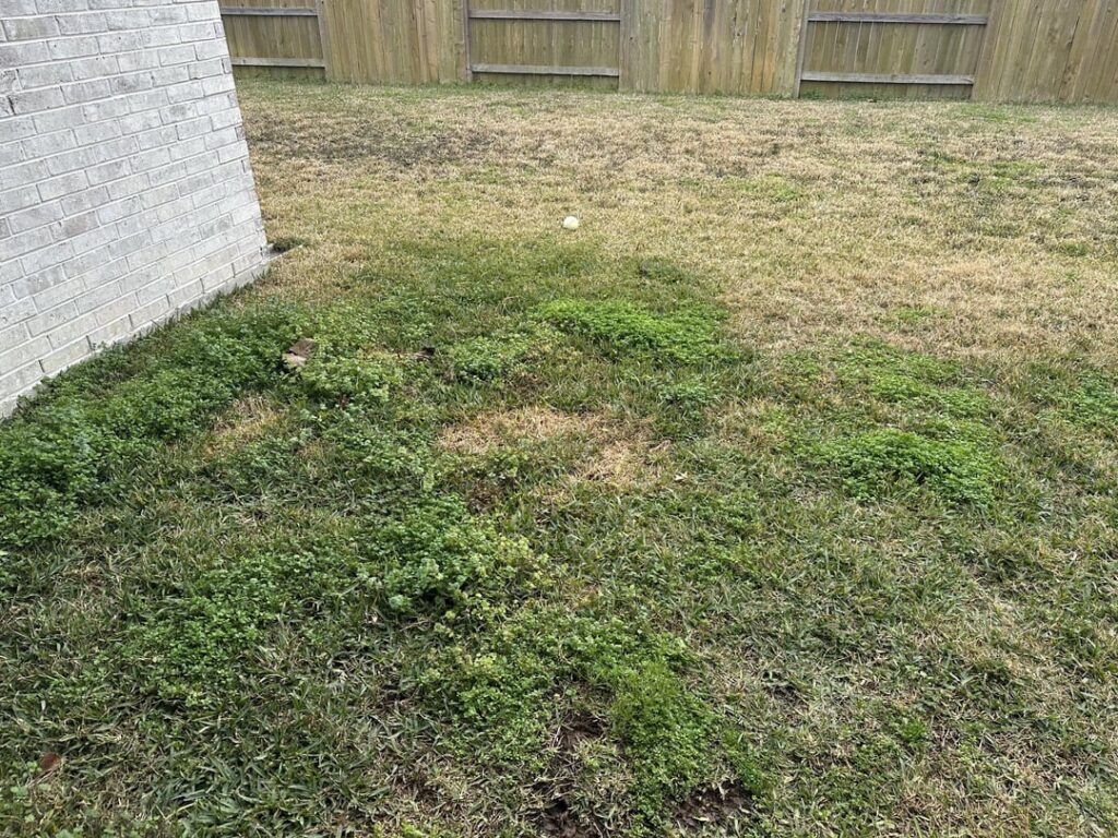 Lawn advice