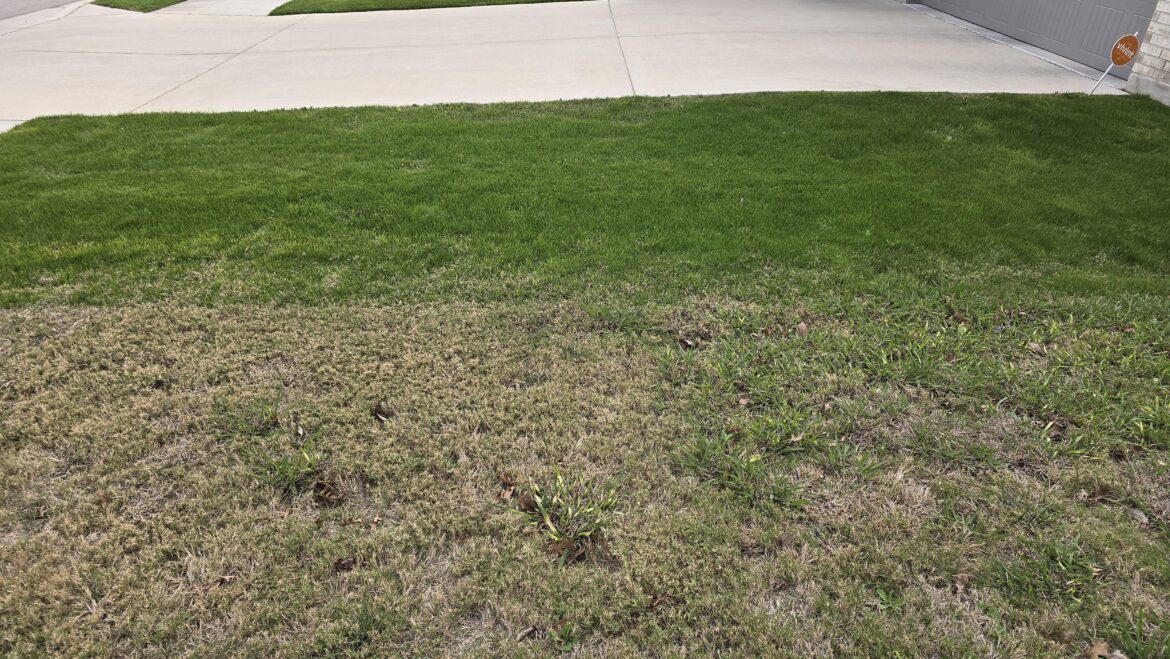 What can I do to have lush grass now that the weeds are gone. What can I do to have lush grass now that the weeds are gone.