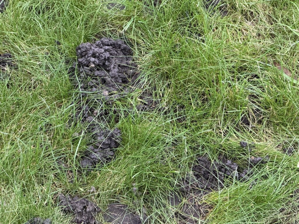 Please help identify why my lawn is slowly becoming a muddy mess Please help identify why my lawn is slowly becoming a muddy mess