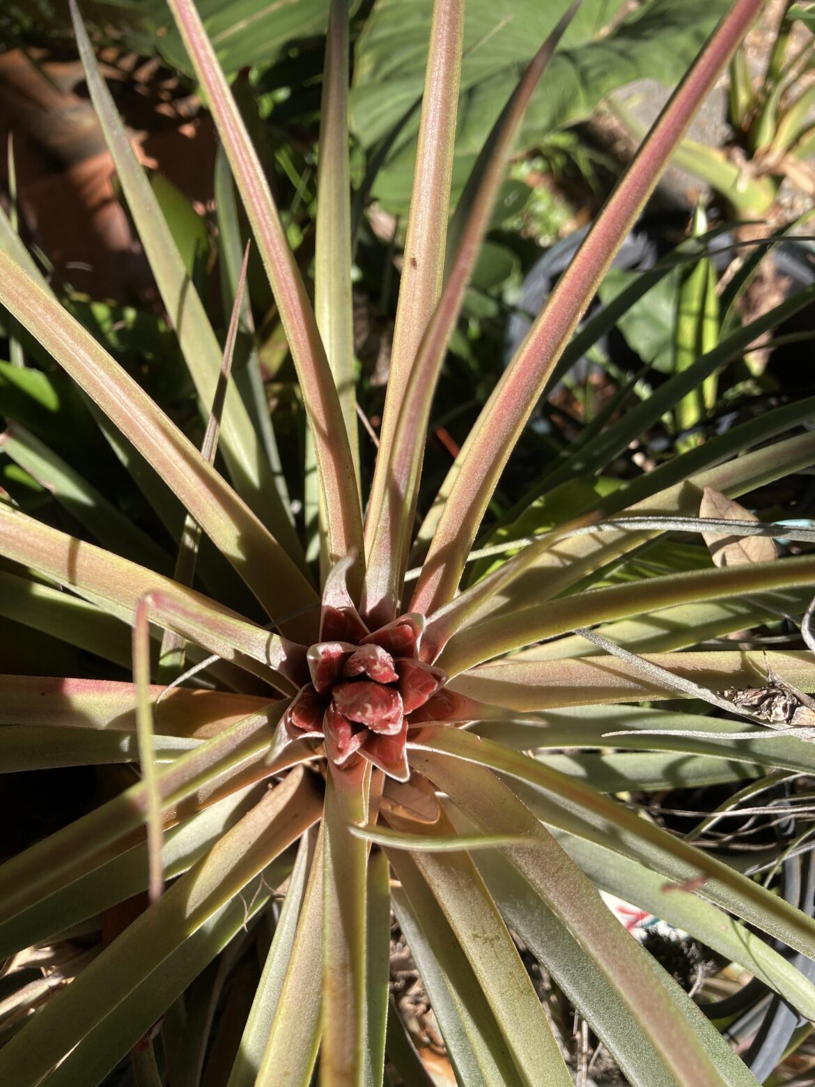 Another one to ID please? and thank you