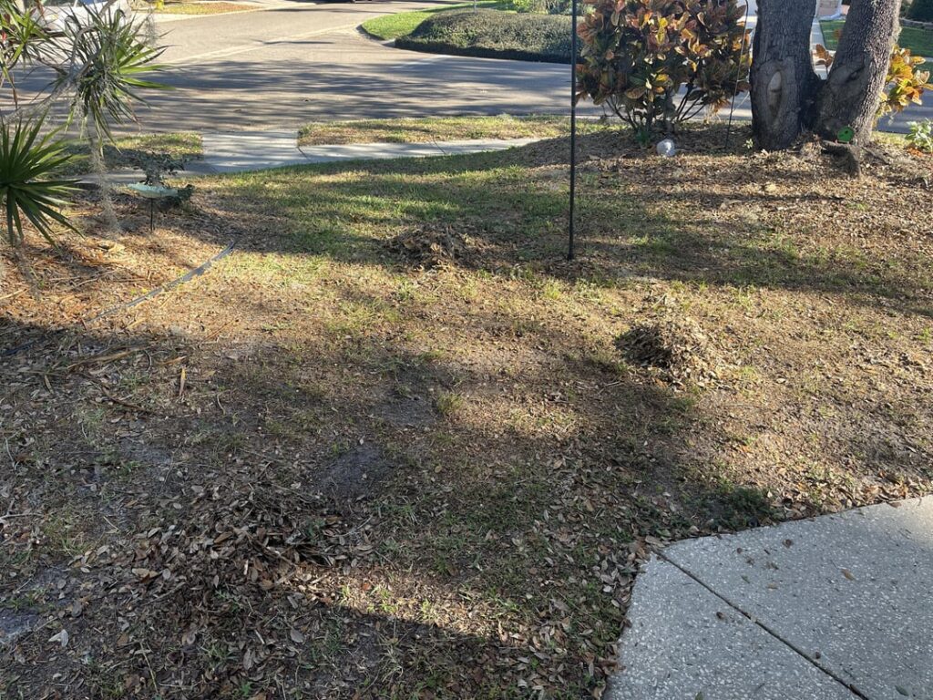 What should I do with my front yard? What should I do with my front yard?