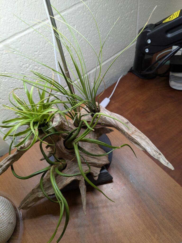 Just joined, sharing office airplants