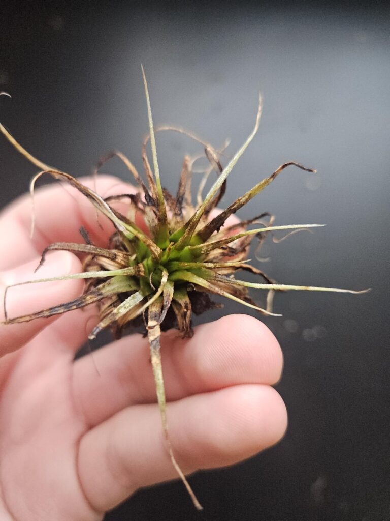 Under or over watering?