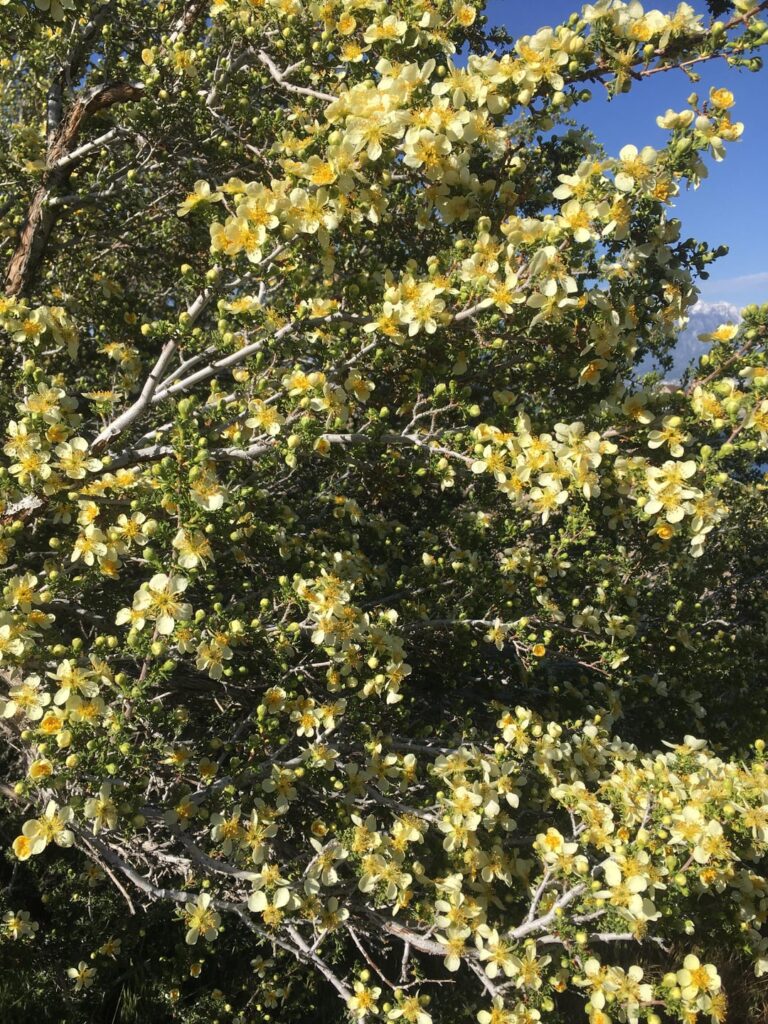 Layering/ Air Layering Native Evergreens- Utah, Salt Lake County- Cliffrose