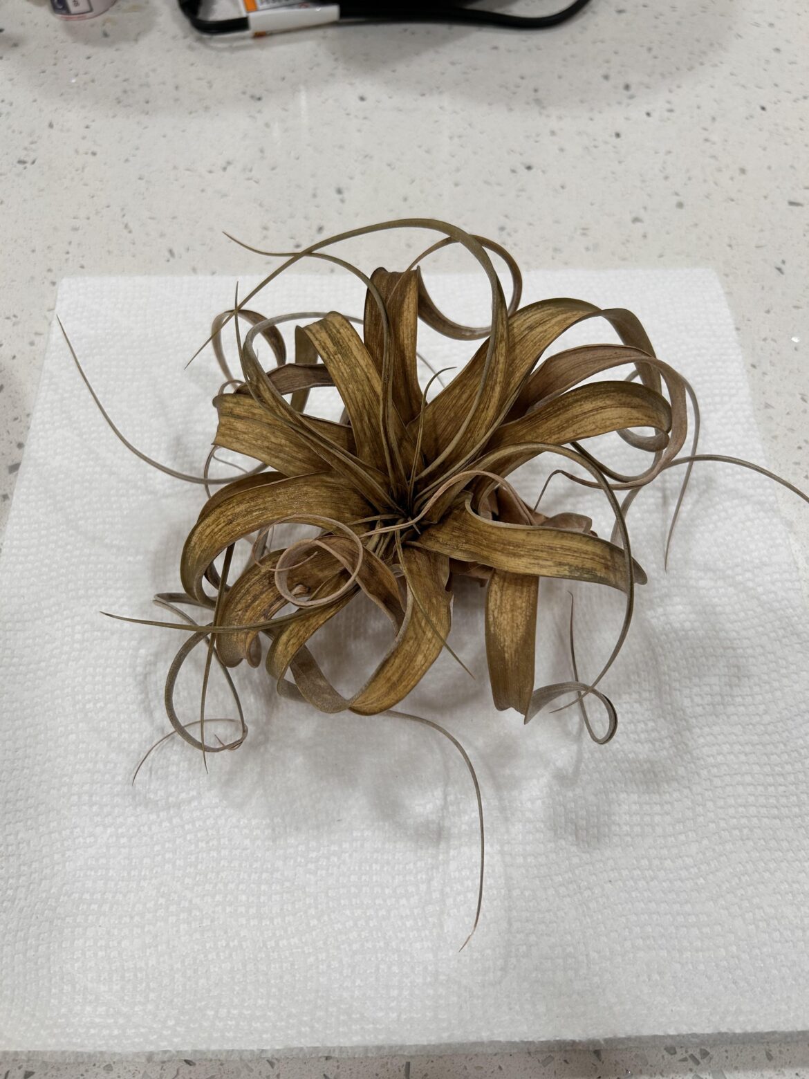 Have I killed this? :( Have I killed this? :(