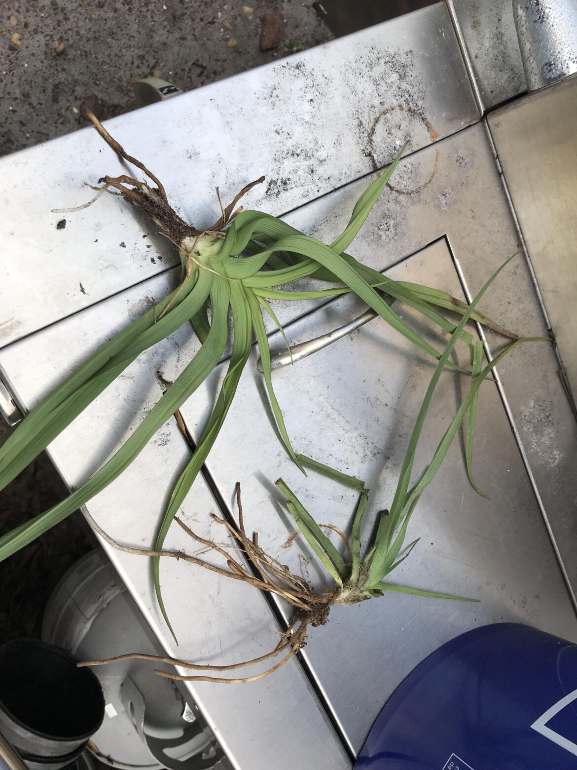 New weed appeared 9b/10a