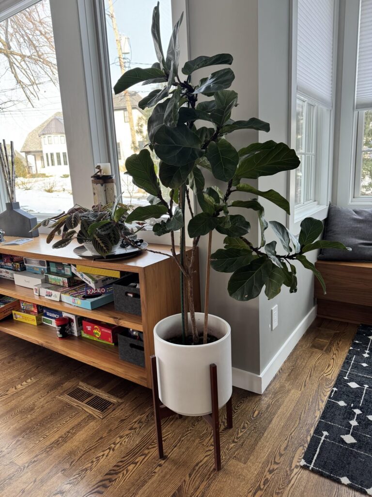 Repot and staking