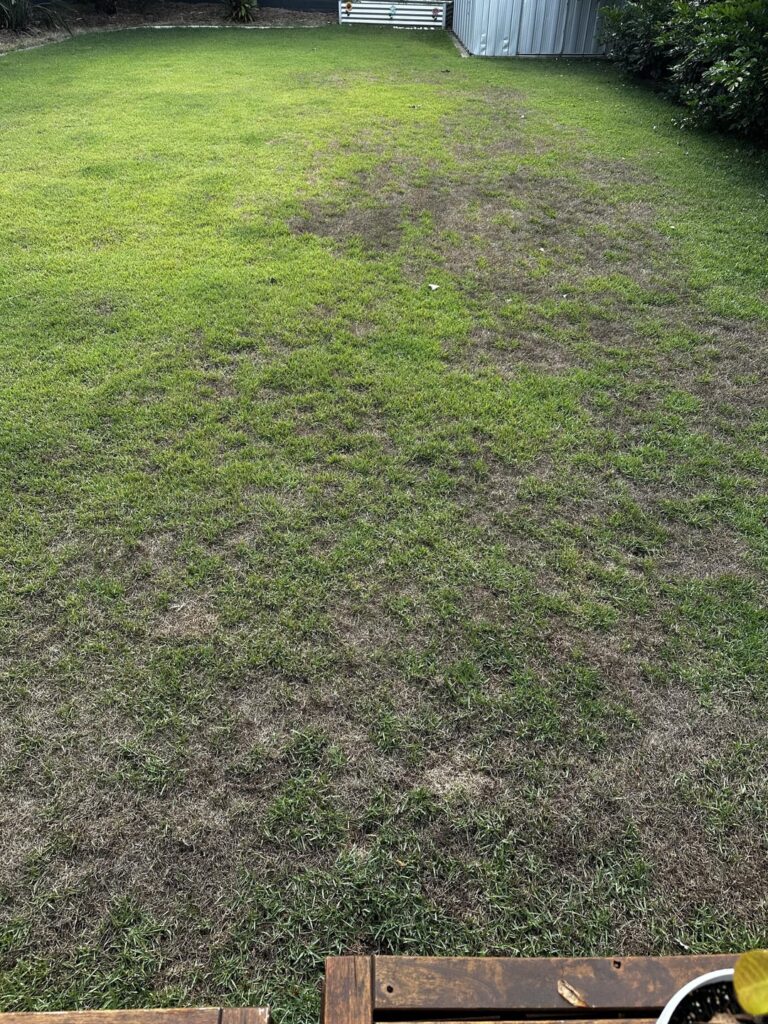 Could this be lawn grubs?