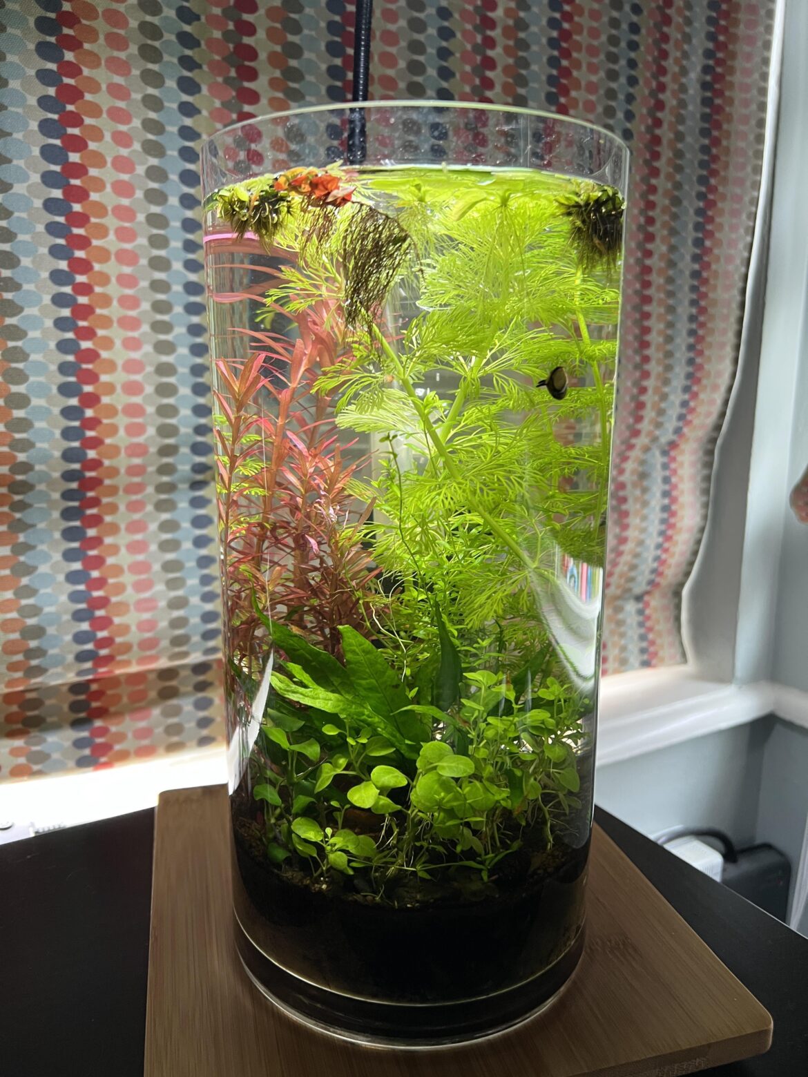 1 gallon shrimp vase - just discovered this sub! No