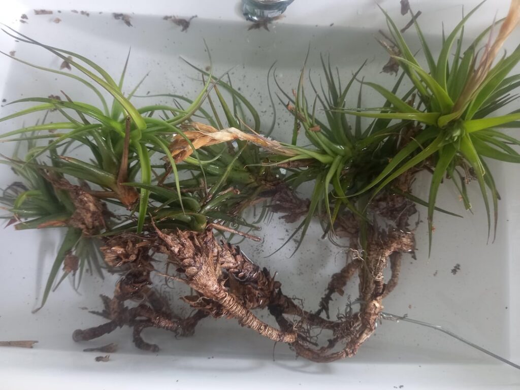 Massive roots? Can I remove/trim?