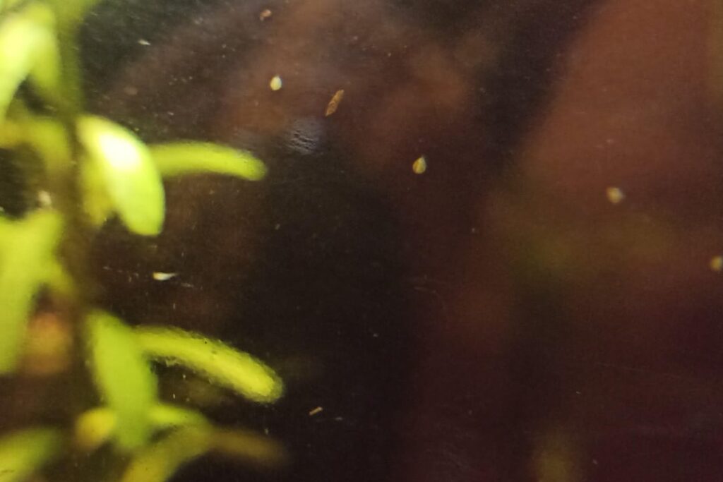 I think the round ones are daphnia, but are the "long" ones as well ? Whatever they are, aren't they so charming ?