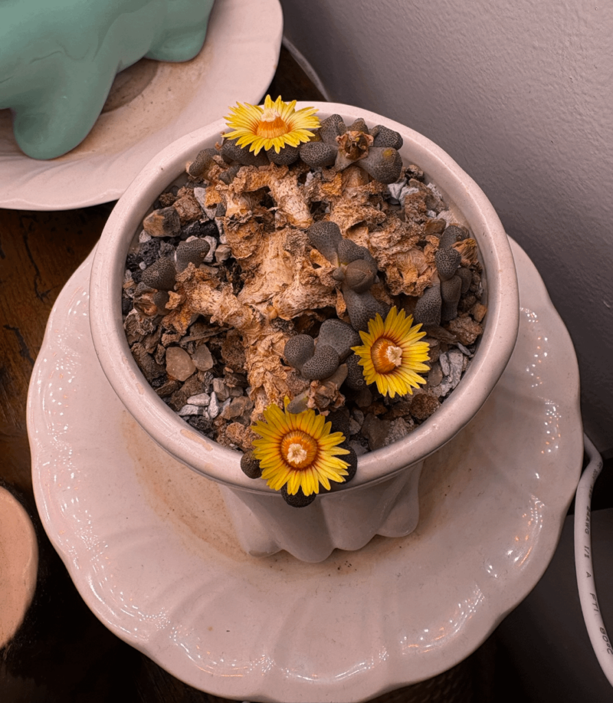 Another bloom! Another bloom!