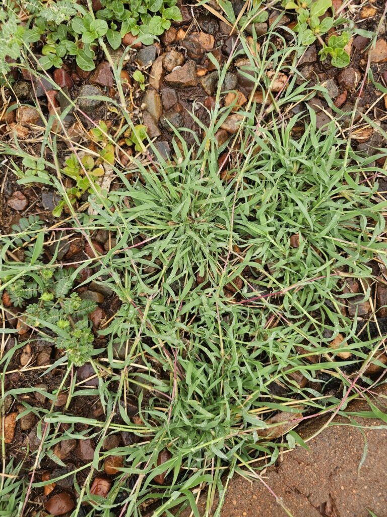 ID for this beauty please?