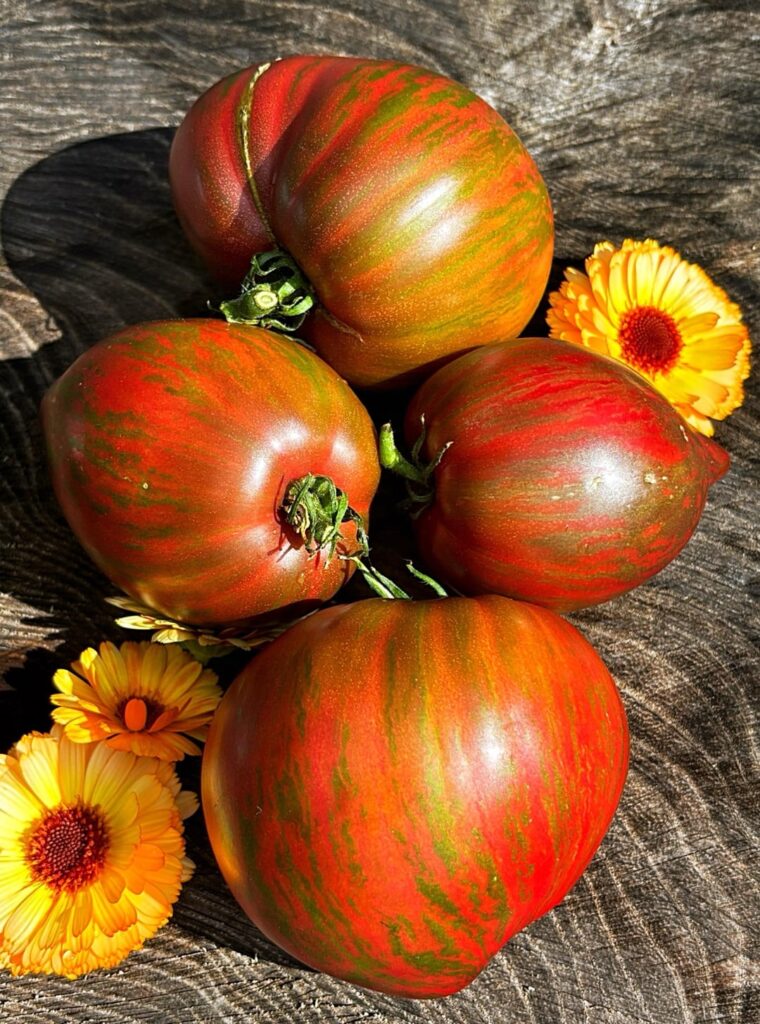 BIG Dwarf Varieties