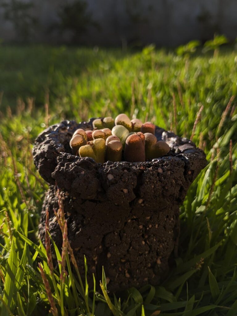 Conos felt cute this morning