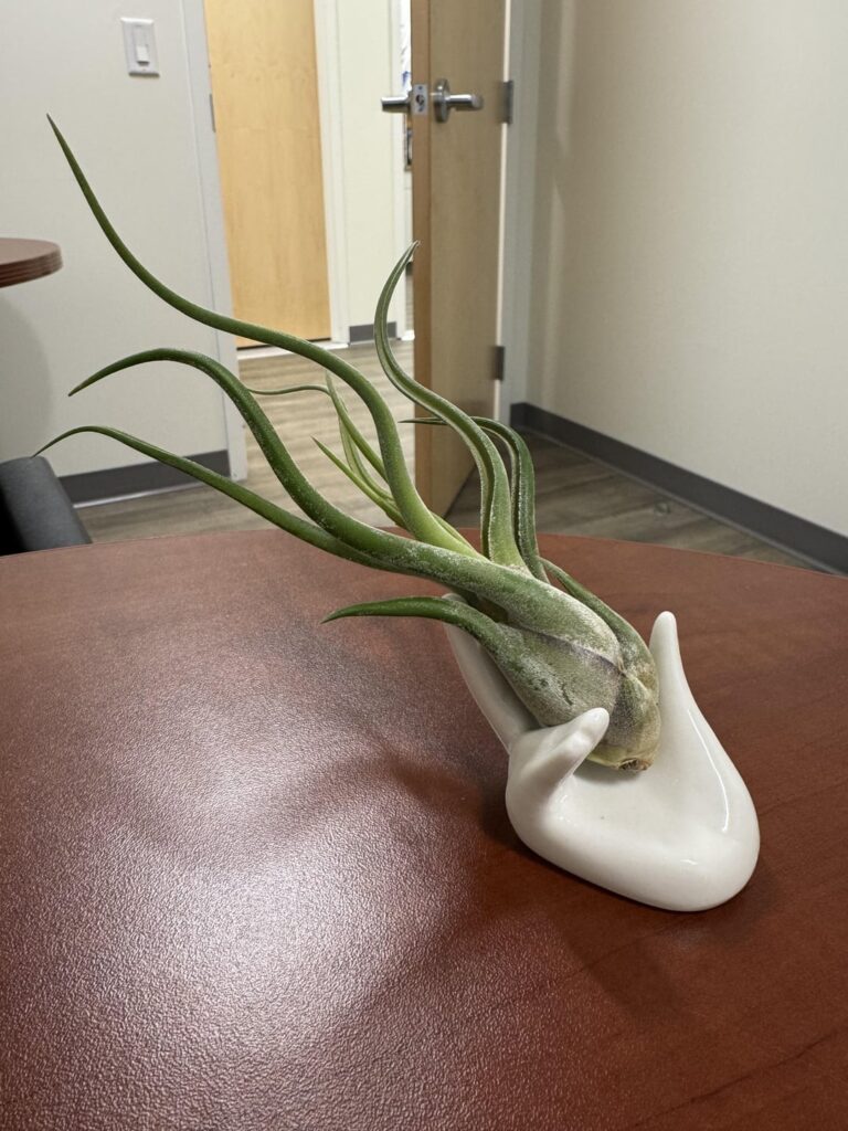 Office airplant has a flower growing!!! 😍