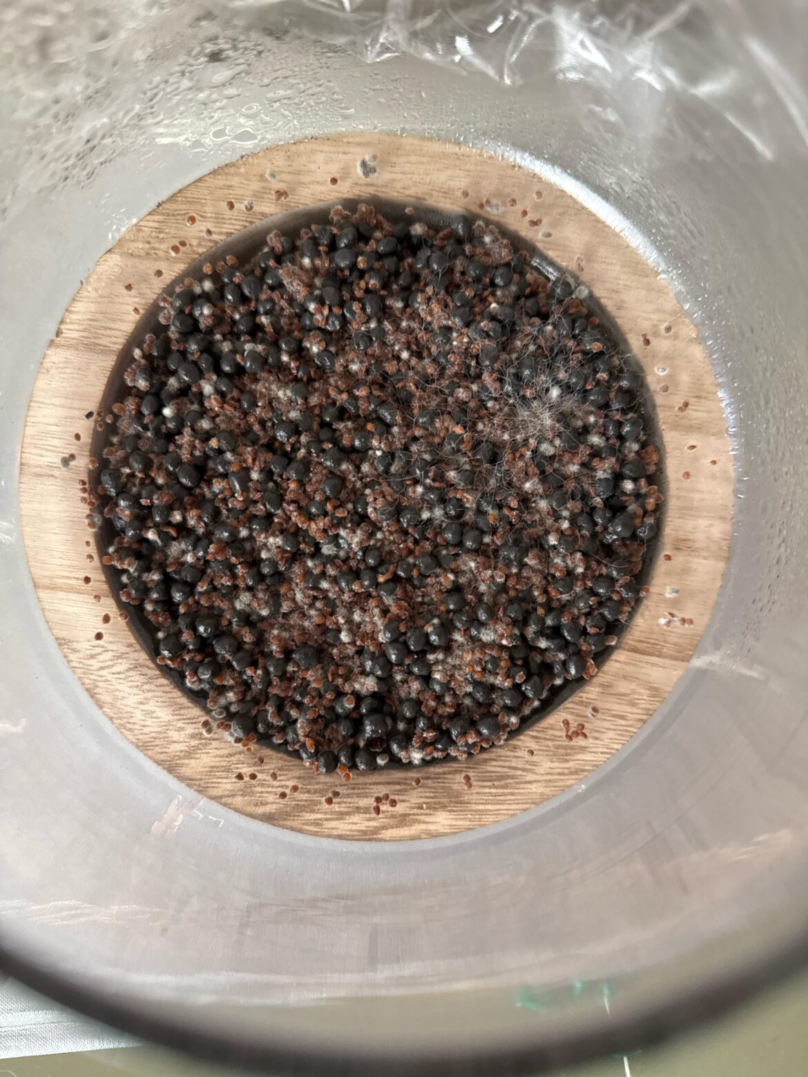 Seed Mold?