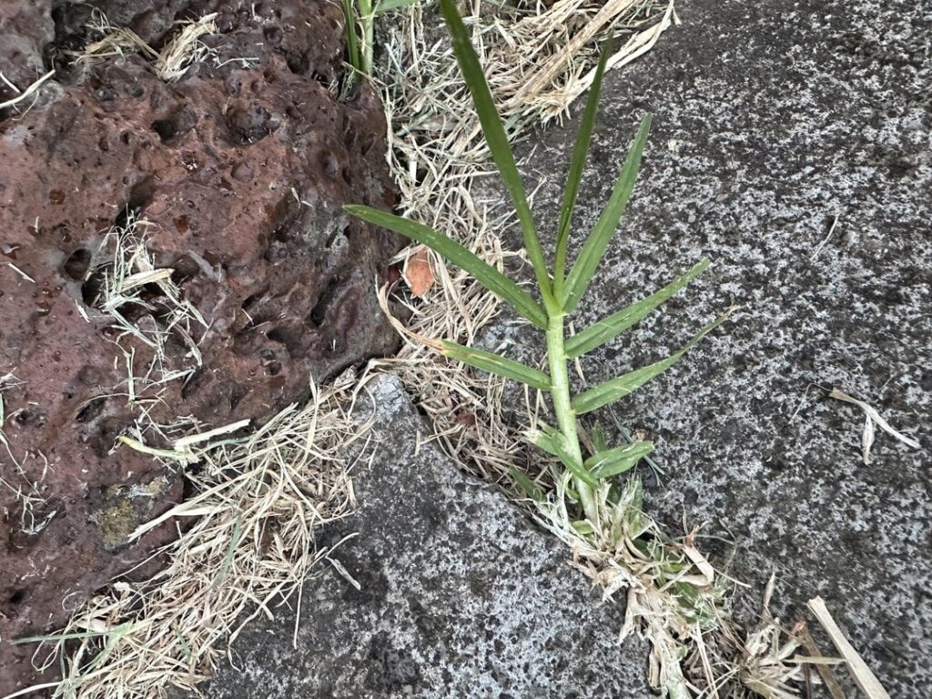 Lawn ID (AUS)