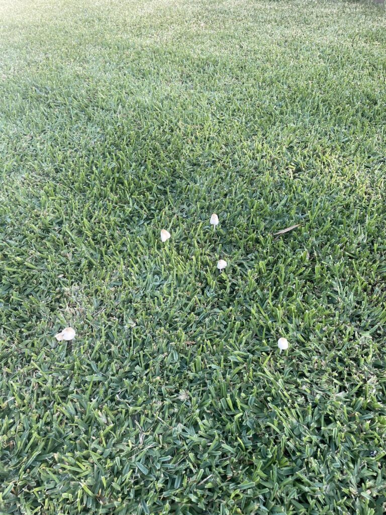 Mushrooms popping up in my new lawn.